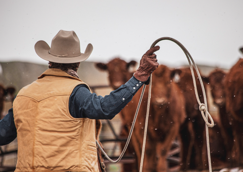 Bear Knuckles Redrock - D451 Gloves